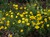 Perennial Marguerite Daisy thumbnail