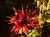 Red Beebalm thumbnail