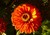 Zinnia thumbnail