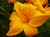 Daylily thumbnail
