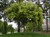Golden-Rain Tree thumbnail