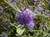 Bluebeard, Blue Mist Spirea thumbnail