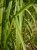 Golden-edged Prairie Cord Grass thumbnail