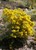 Rabbitbrush thumbnail