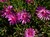 Purple Hardy Iceplant thumbnail
