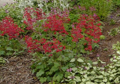 Red Coral Bells