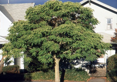 Amur Corktree