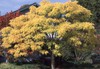 Amur Corktree