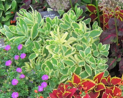 Autumn Charm Stonecrop