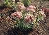 Autumn Charm Stonecrop