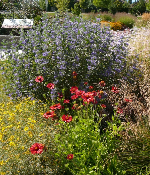 Burgundy Blanket Flower Okanagan Xeriscape Association