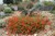 Creeping Hummingbird Trumpet 'Orange Carpet' (Zauschneria) thumbnail