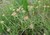 Parsnip-flowered Buckwheat thumbnail