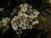 Columbian Hawthorne, May Tree