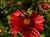 Burgundy Blanket Flower thumbnail