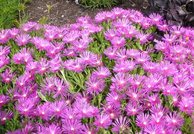 Purple Ice Plant