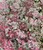 Rose Carpet Stonecrop thumbnail