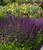 Caradonna Perennial Salvia thumbnail