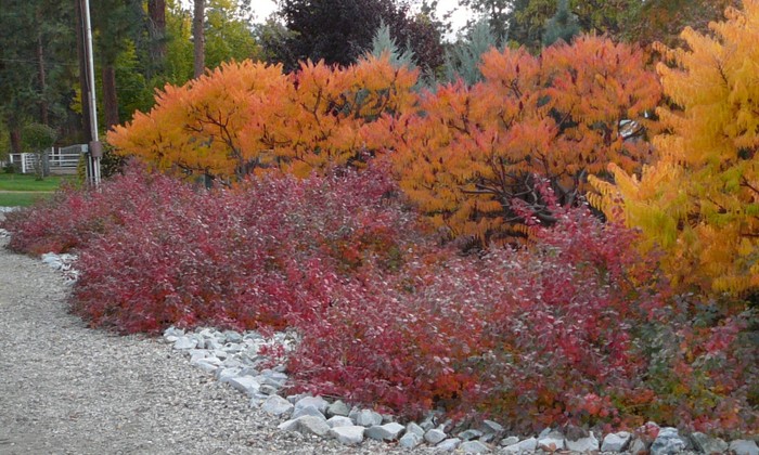 Gro Low Fragrant Sumac Okanagan Xeriscape Association