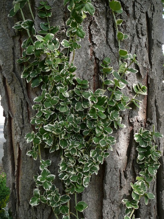 Winter creeper - Okanagan Xeriscape Association