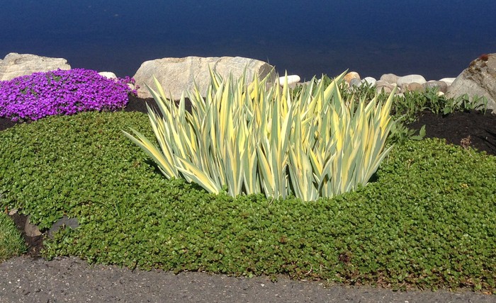 Golden Variegated Iris - Okanagan Xeriscape Association