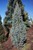 Columnar Blue Spruce thumbnail