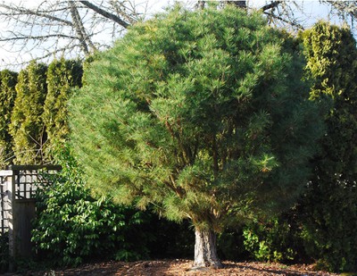 Tanyosho Pine