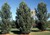Dwarf White Pine thumbnail