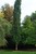 Swedish columnar poplar thumbnail