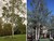 Swedish columnar poplar thumbnail