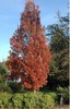 Crimson Spire Oak