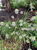 Nodding Onion thumbnail