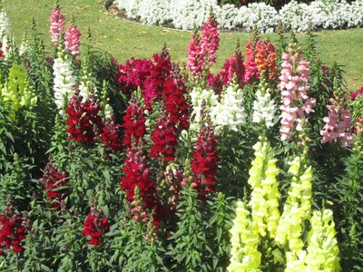 Snapdragon