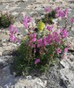 Snapdragon