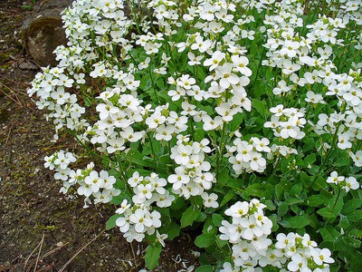 Wall Cress