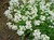 Wall Cress thumbnail