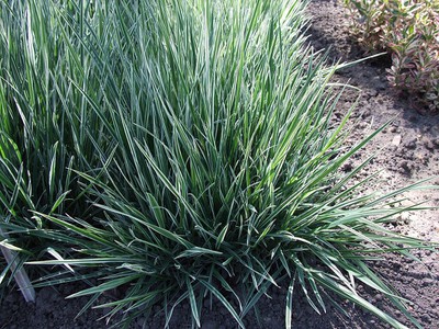 Bulbous Oat Grass