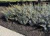 Silver Sage
