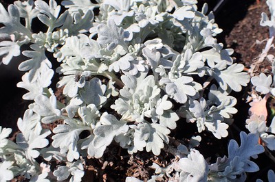 Silver Brocade Artemisia