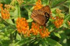 Butterfly Weed