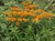Butterfly Weed thumbnail
