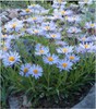 Alpine Aster