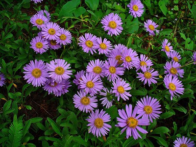 Alpine Aster