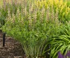 Yellow False Indigo