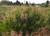 Yellow False Indigo thumbnail