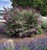 Butterfly Bush thumbnail