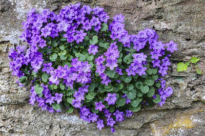Carpathian Bellflower