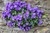 Carpathian Bellflower thumbnail