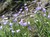 Scottish Bluebell thumbnail