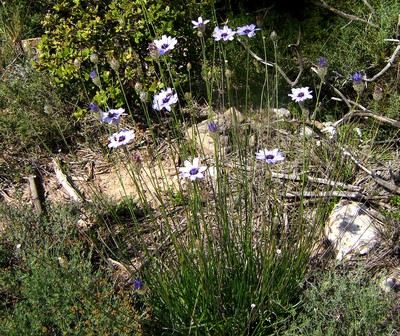 Cupid's Dart